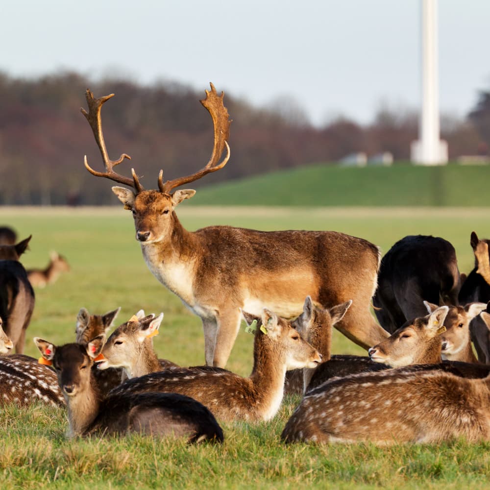 Phoenix Park — 