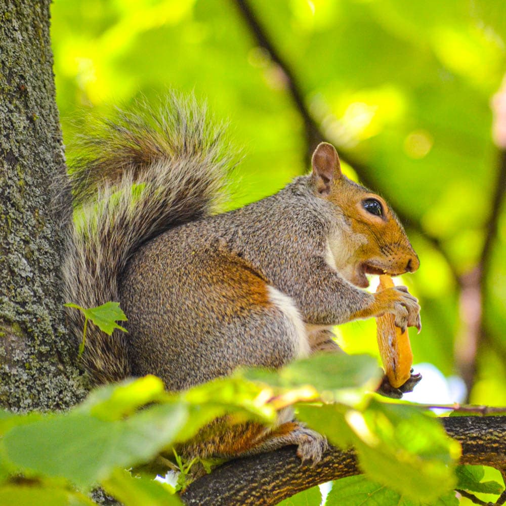 Hyde Park — London, England, United Kingdom