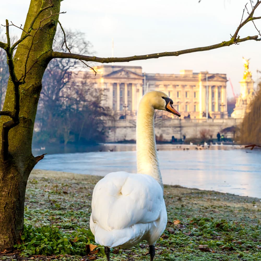 St James's Park — London, England, United Kingdom