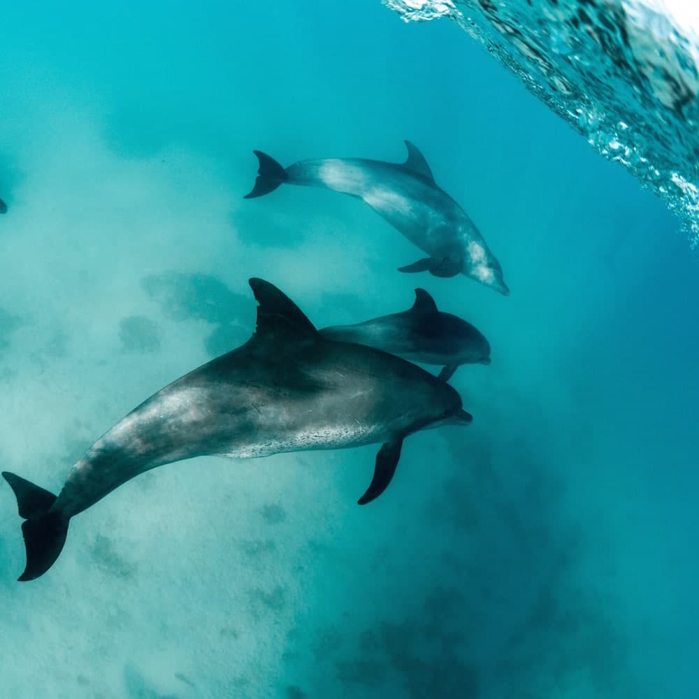 Red Sea — 