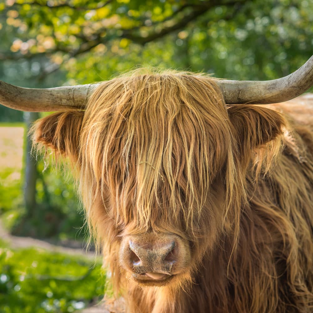 Pollok Country Park — 