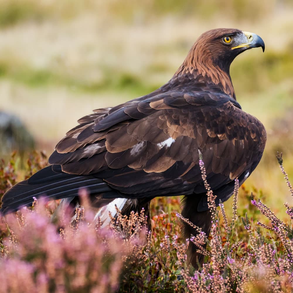 West of England Falconry — 