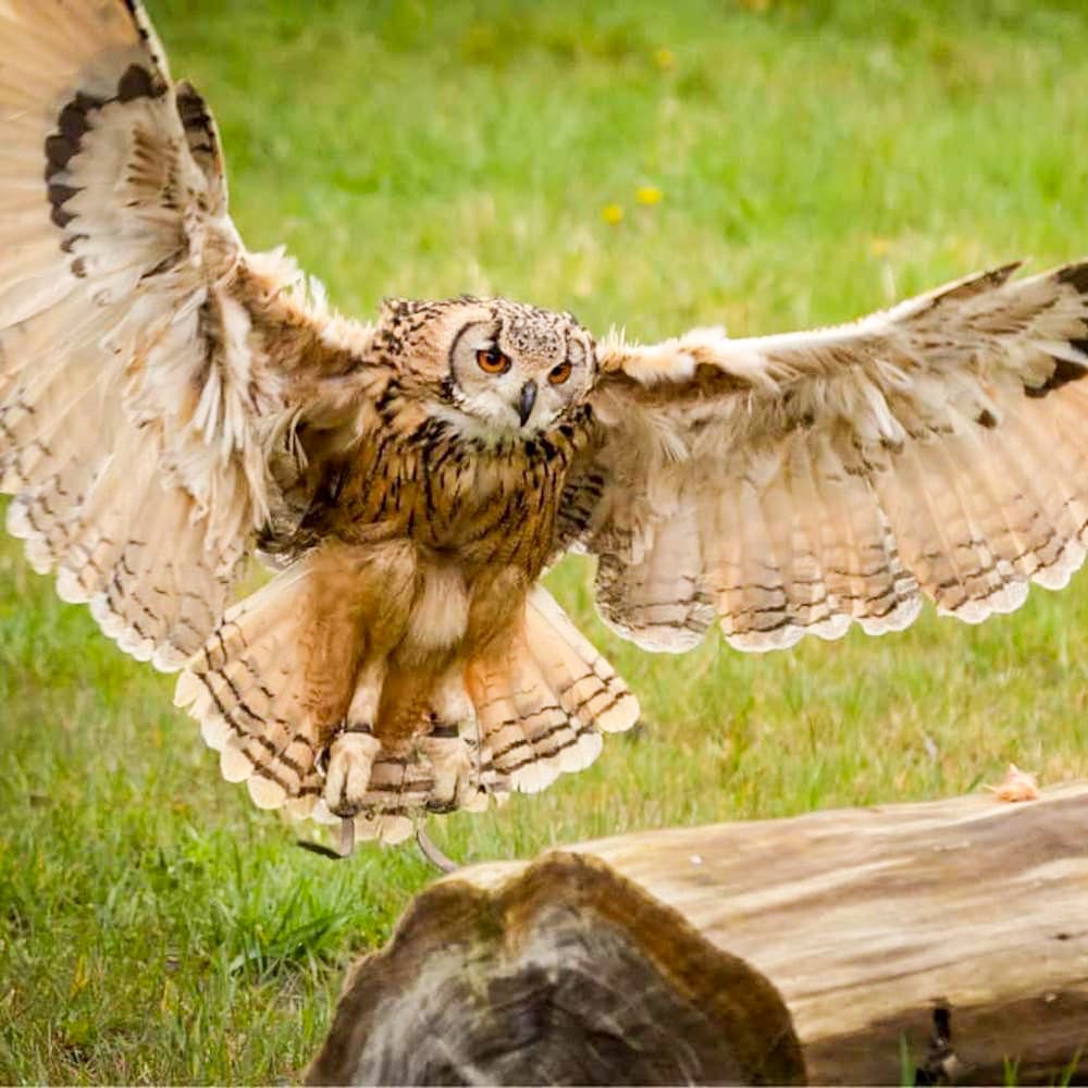 West of England Falconry — 