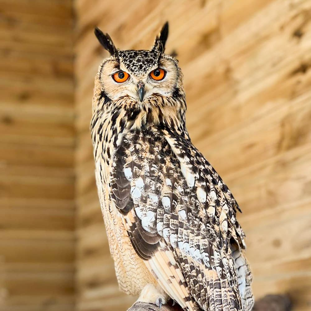 Screech Owl Sanctuary — 