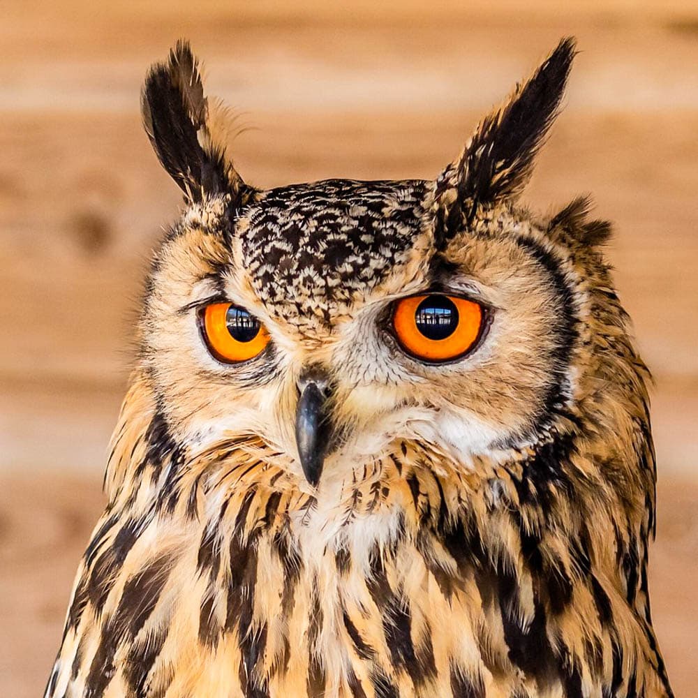 Screech Owl Sanctuary — Cornwall, England, United Kingdom