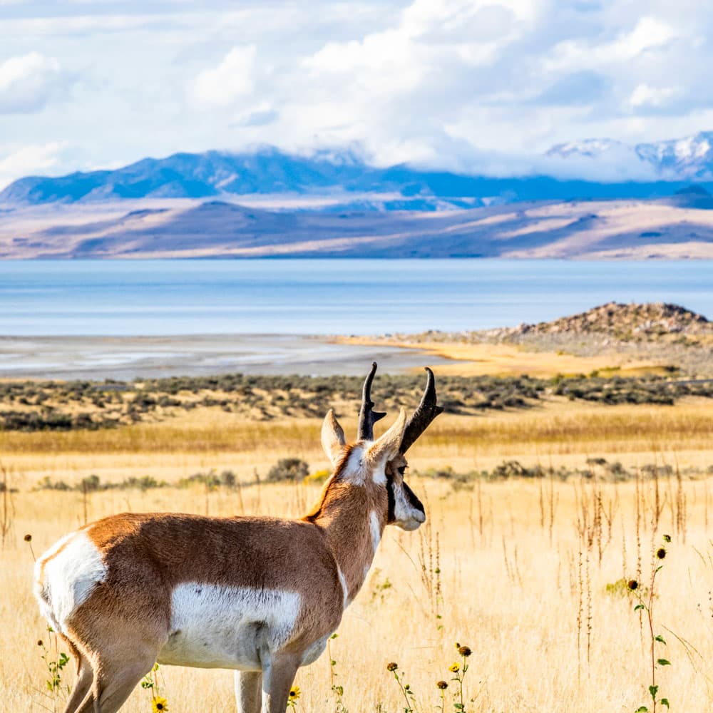 Antelope Island — 