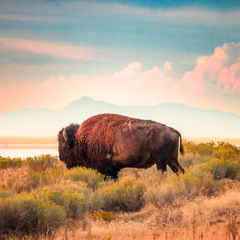 Antelope Island — 