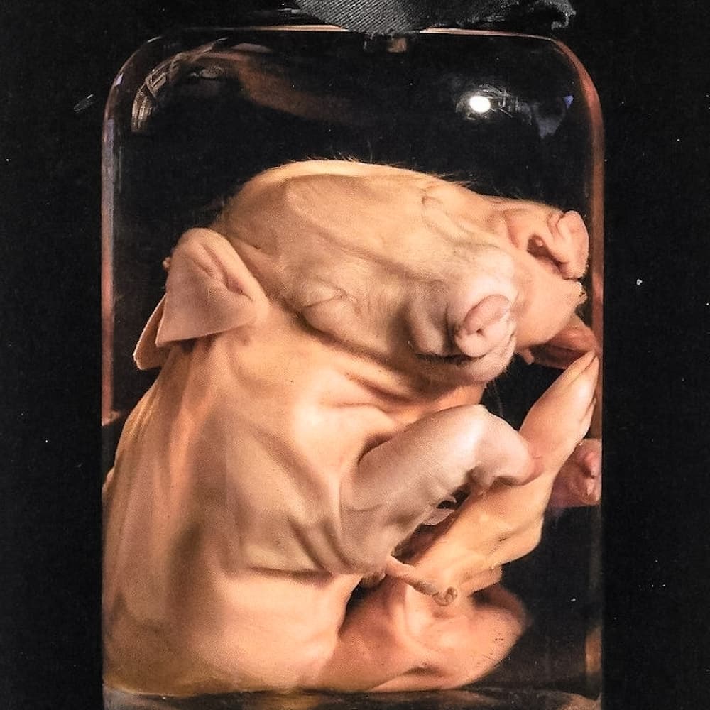 Musem of Witchcraft and Magic — 