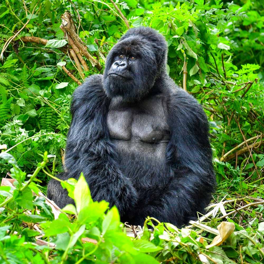 Volcanoes National Park — Rwanda, Africa