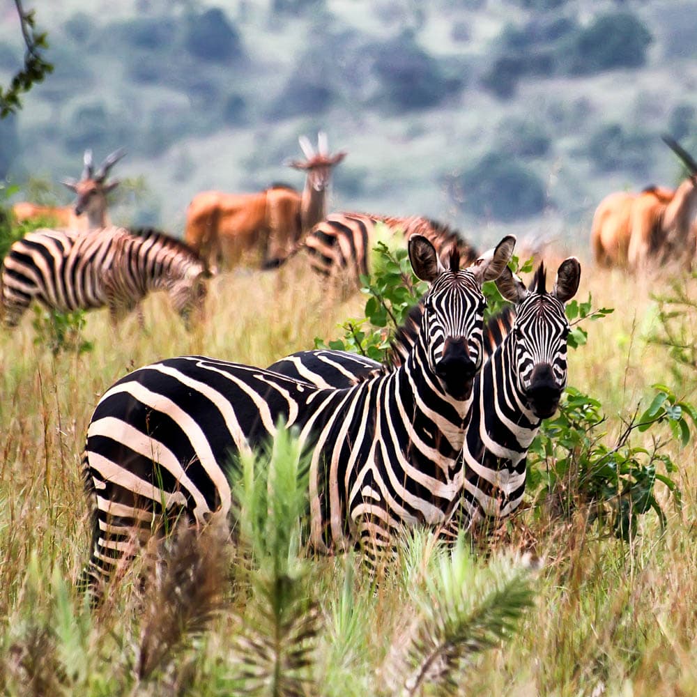 Akagera National Park — 