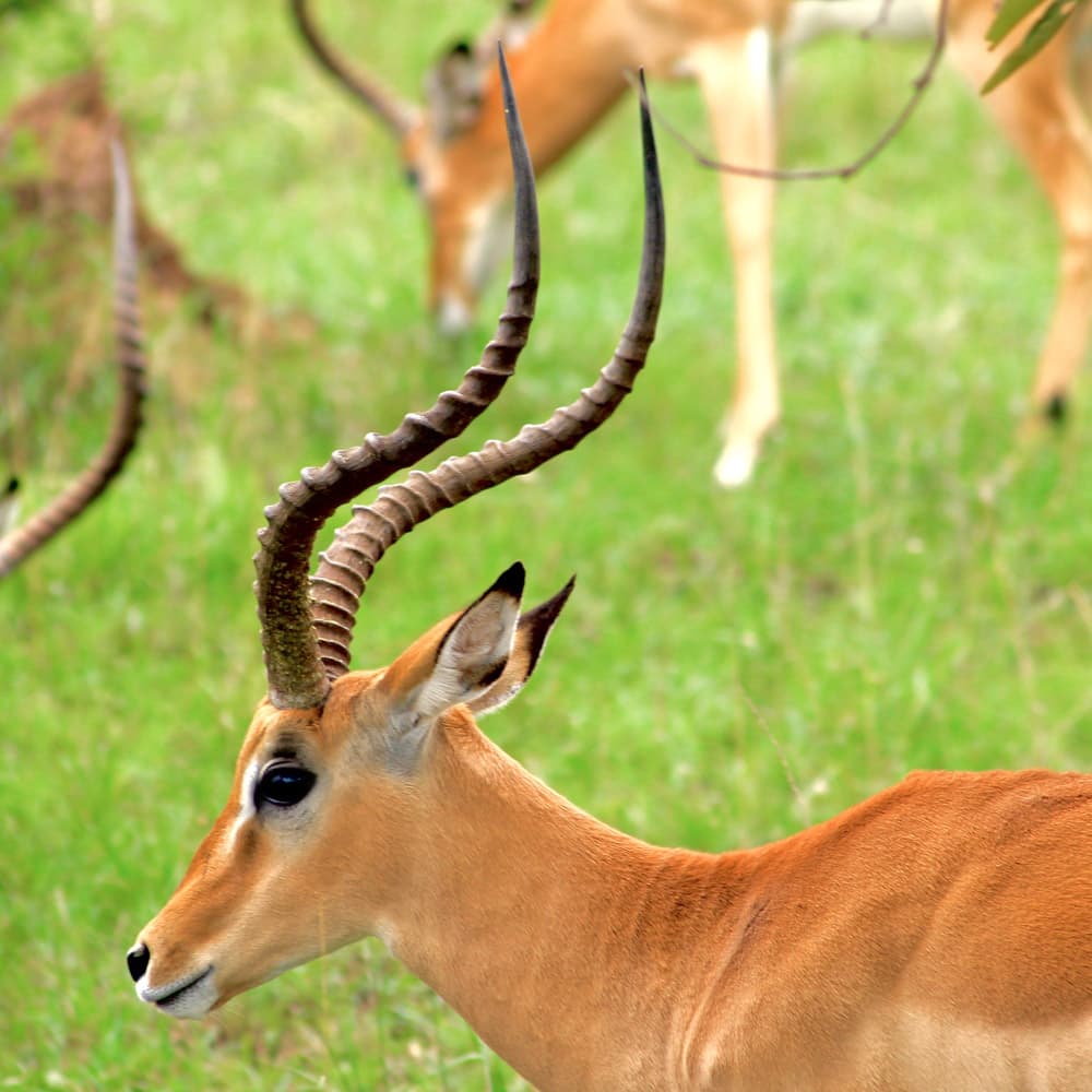 Akagera National Park — 