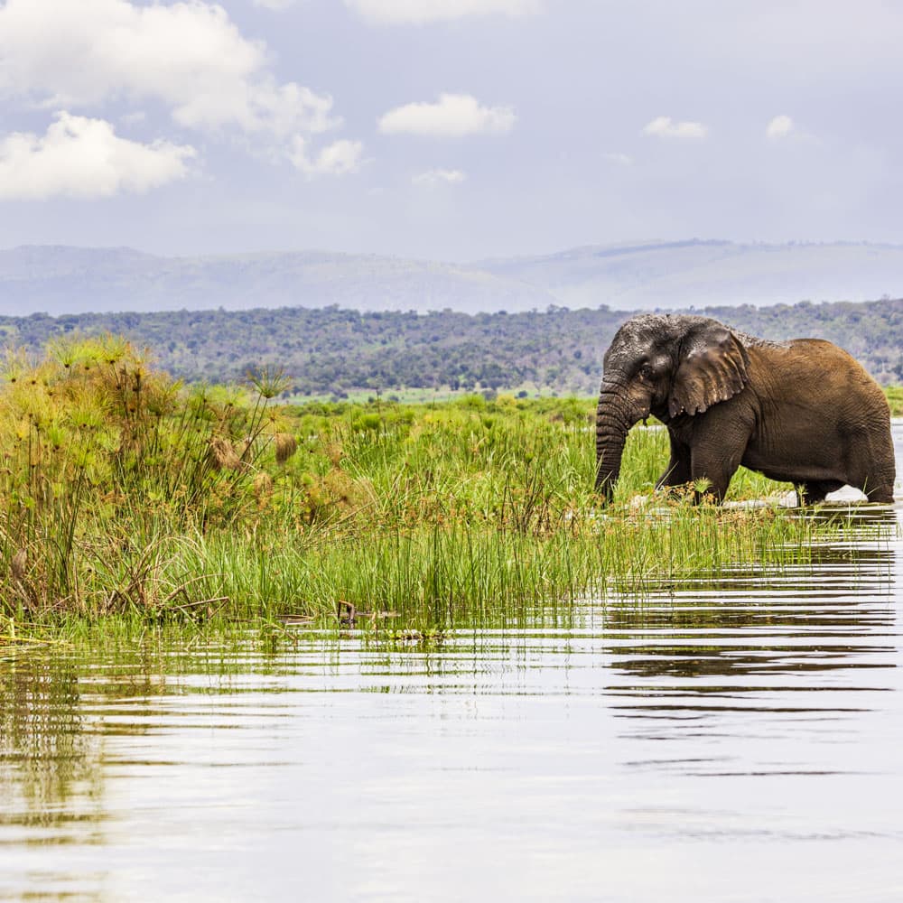 Akagera National Park — 