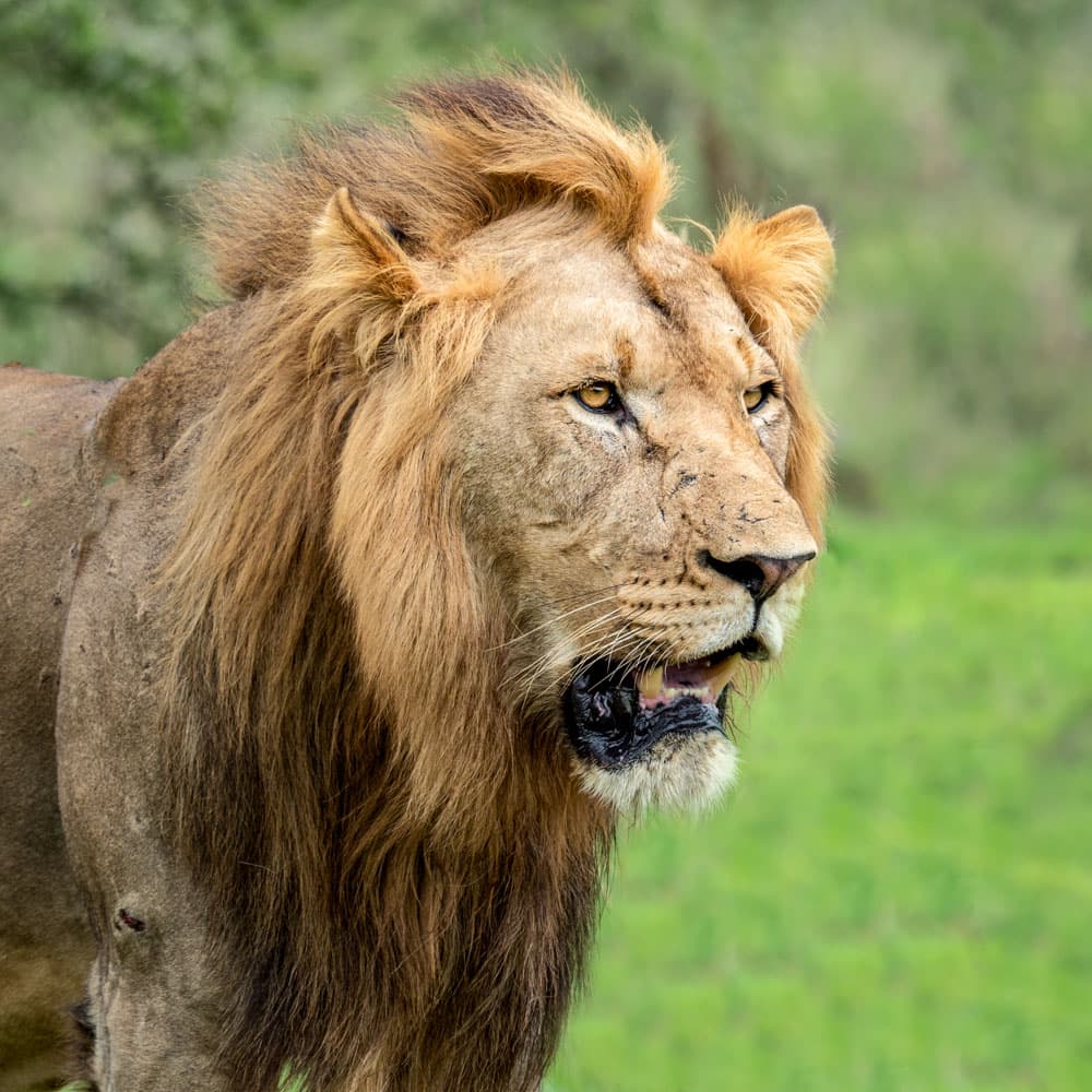 Akagera National Park — 