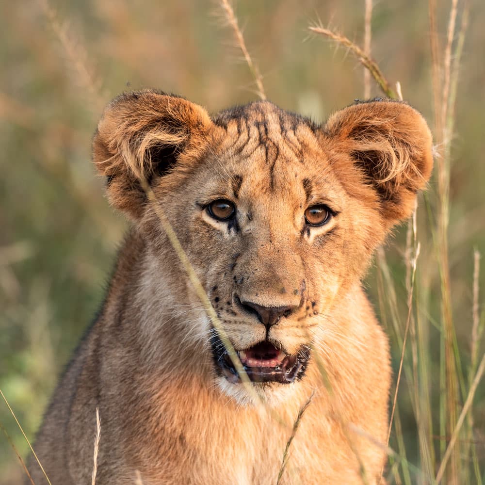 Akagera National Park — 