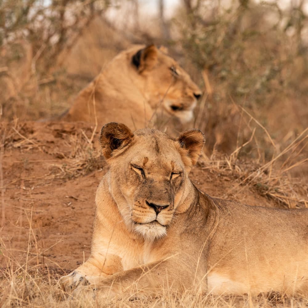 Akagera National Park — 