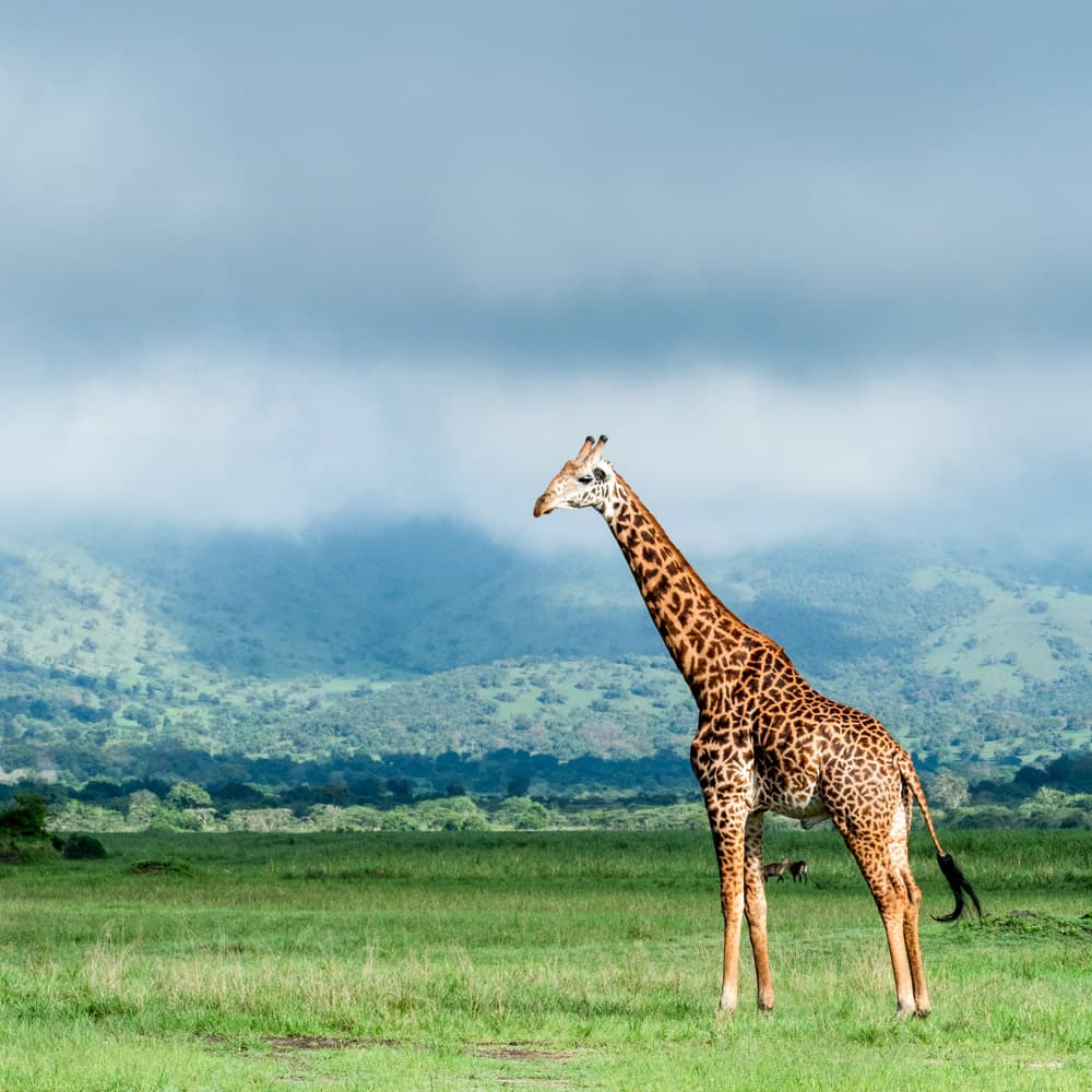 Akagera National Park — 