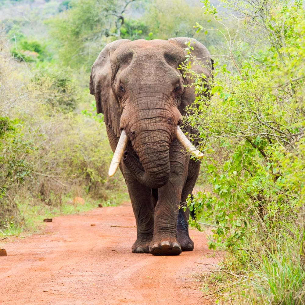 Akagera National Park — 