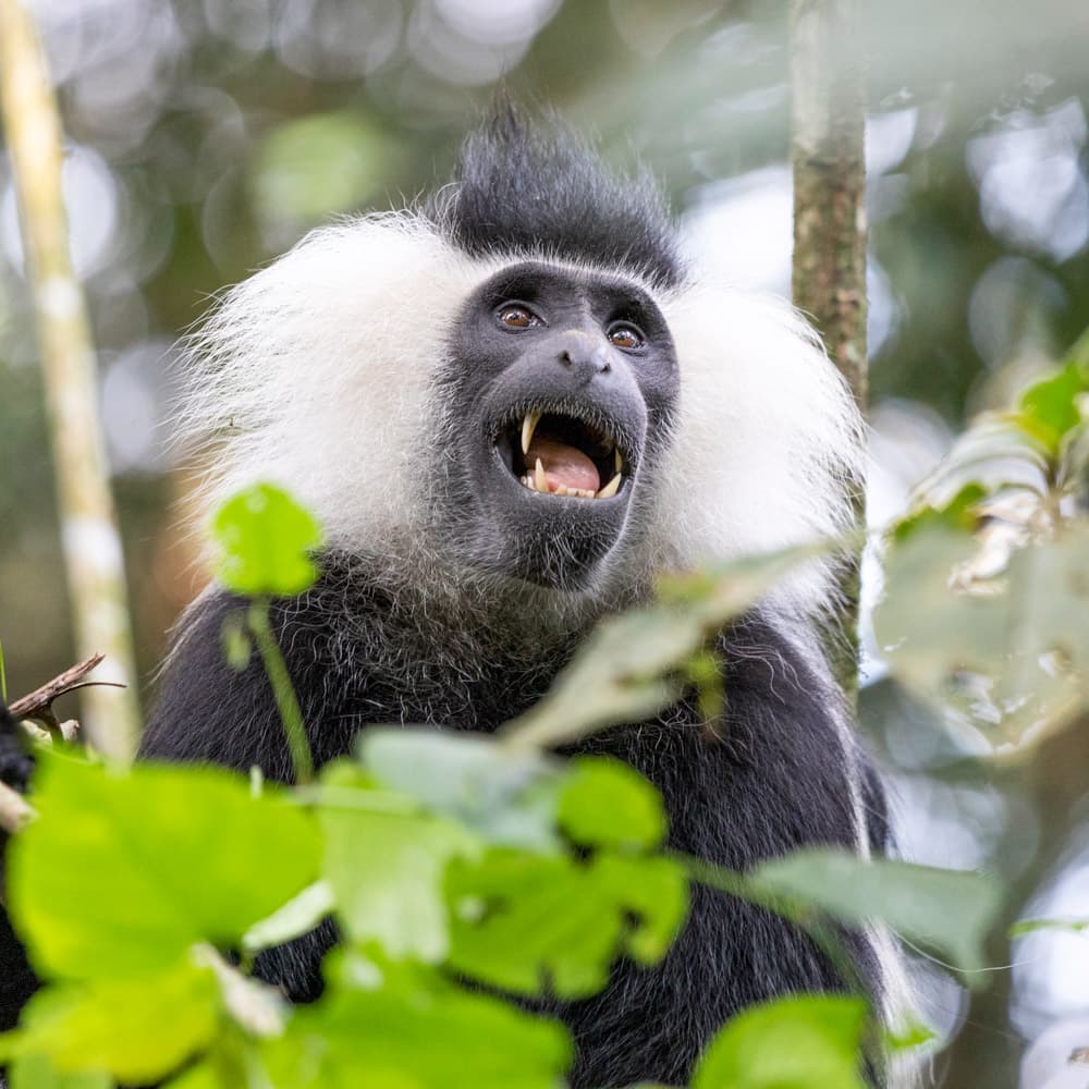 Nyungwe Forest National Park — Rwanda, Africa