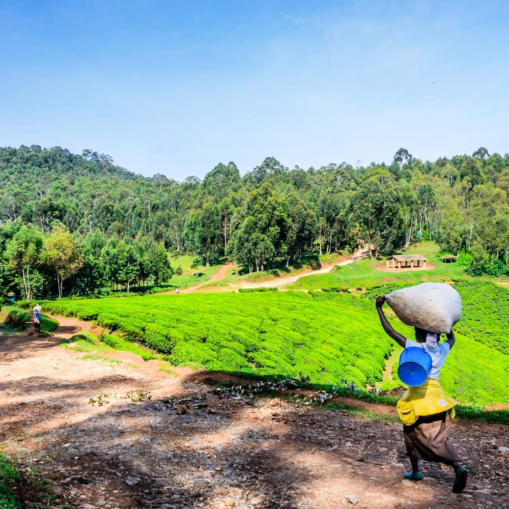 Nyungwe Forest National Park — 