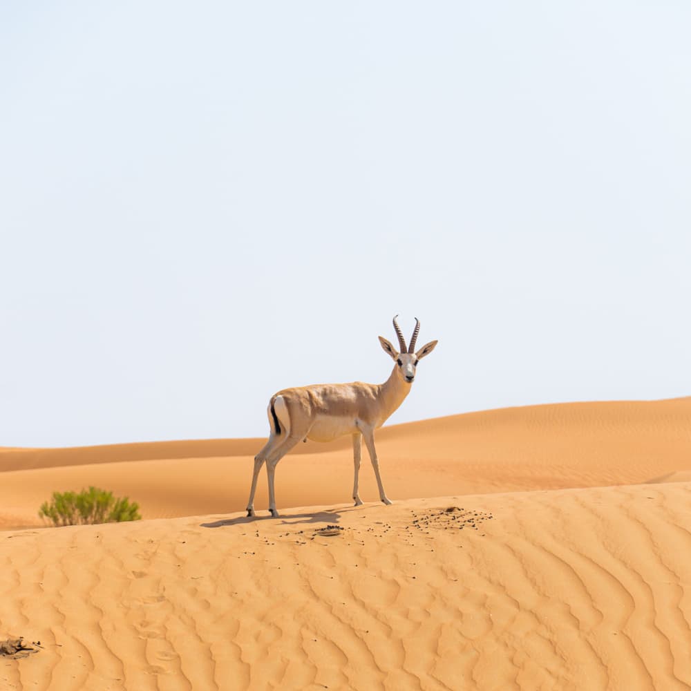 Liwa Oasis — 