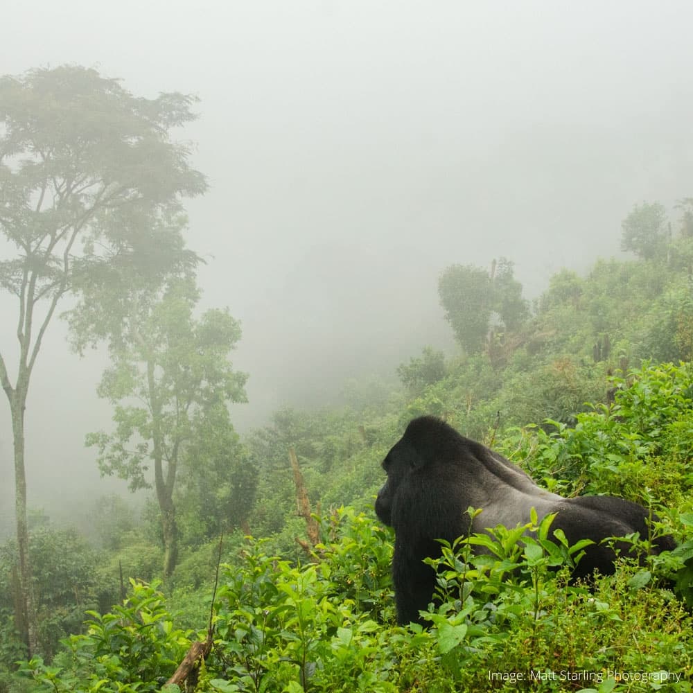 Volcanoes National Park — 