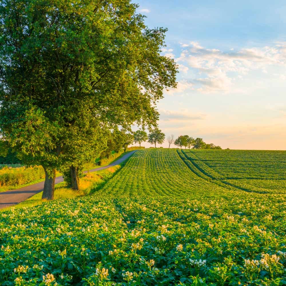 Flanders Fields — Flanders, Belgium, Western Europe