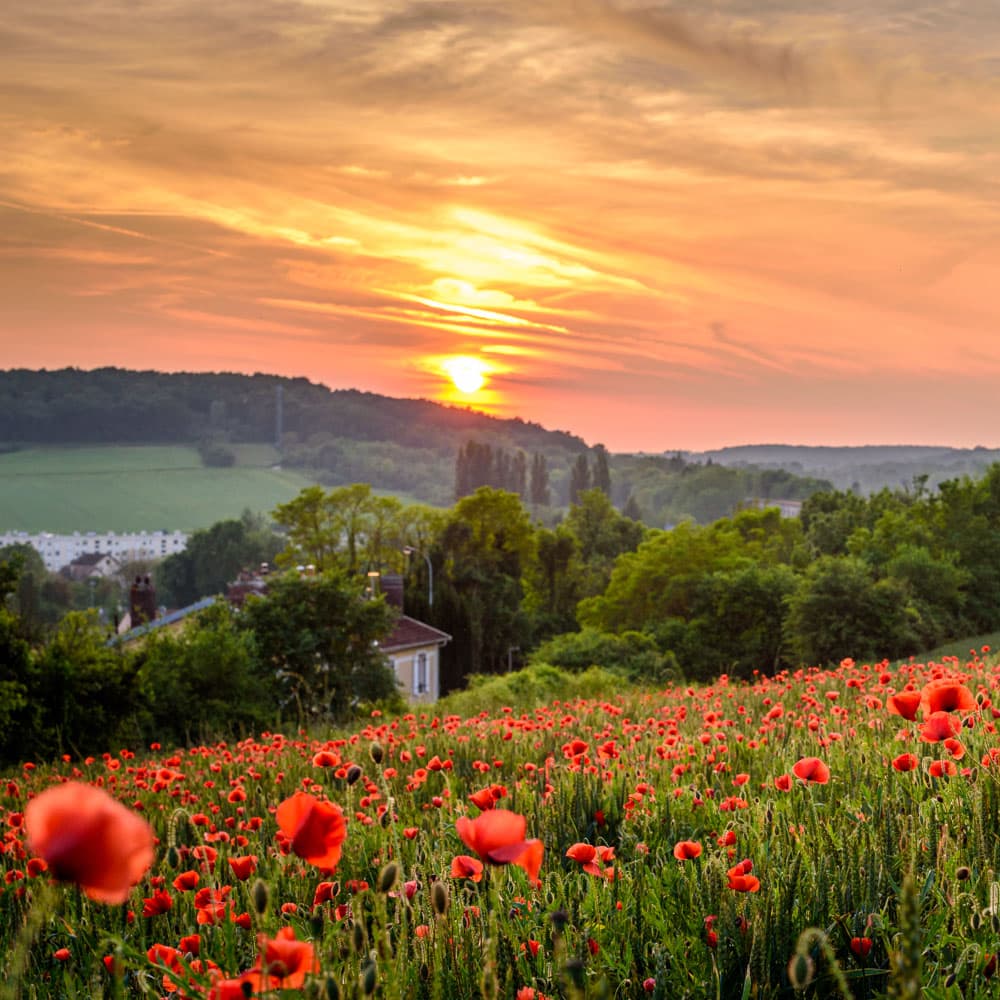 Flanders Fields — 