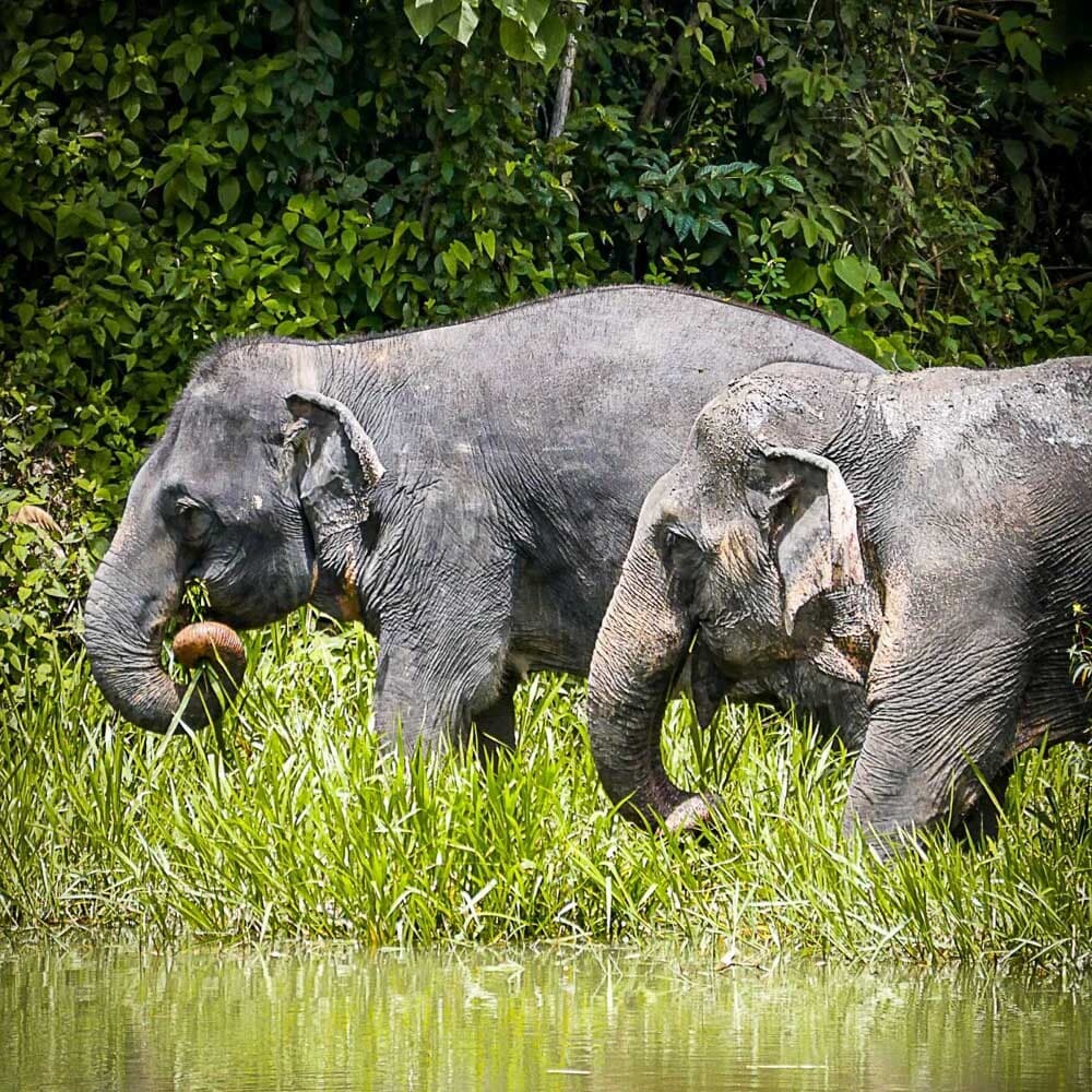 Phuket Elephant Sanctuary — Phuket, Thailand, Asia