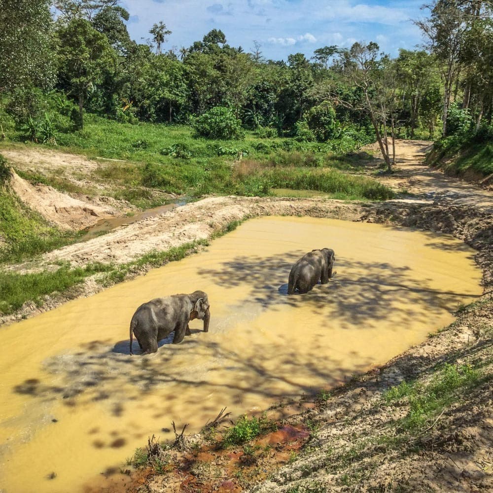 Phuket Elephant Sanctuary — 