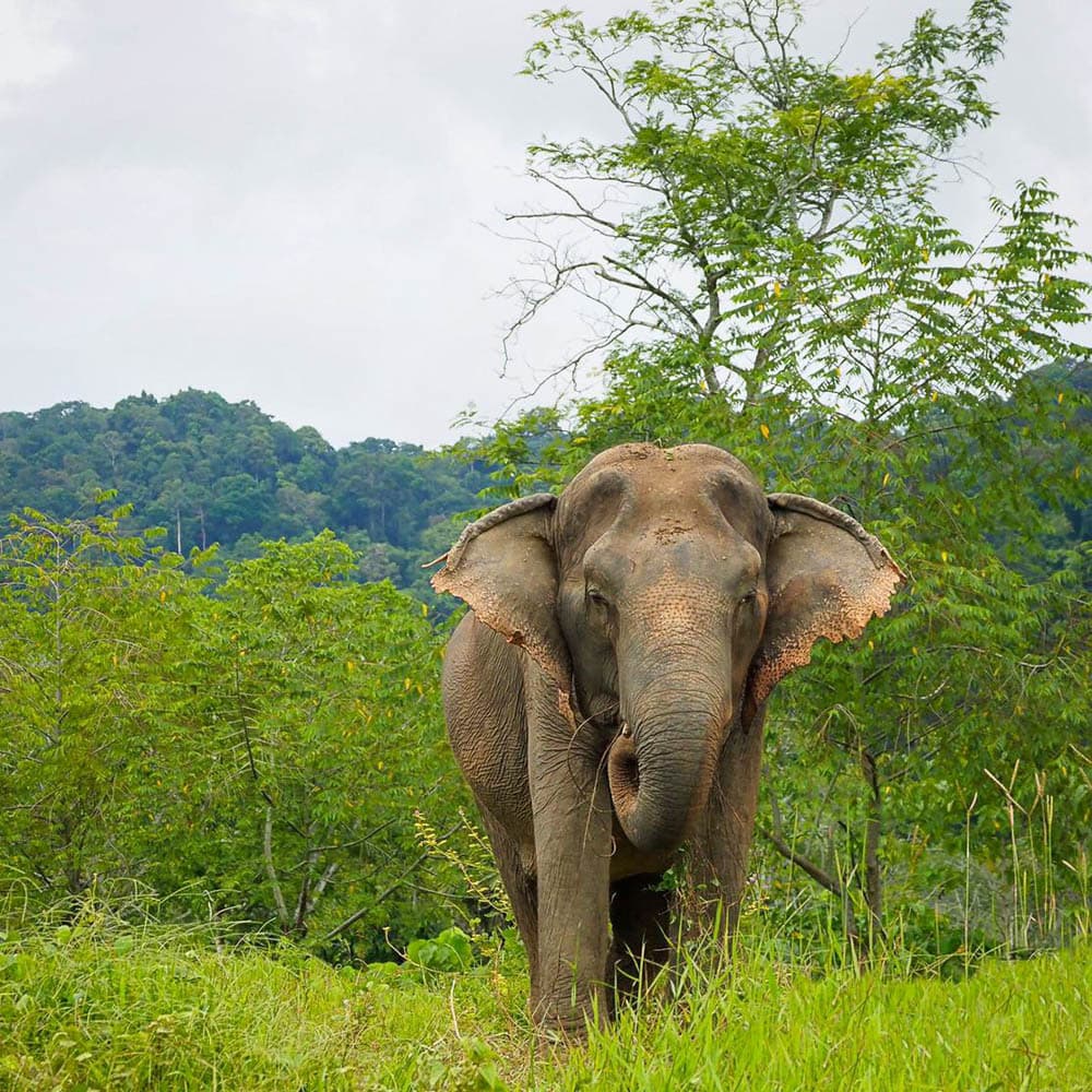 Phuket Elephant Sanctuary — 
