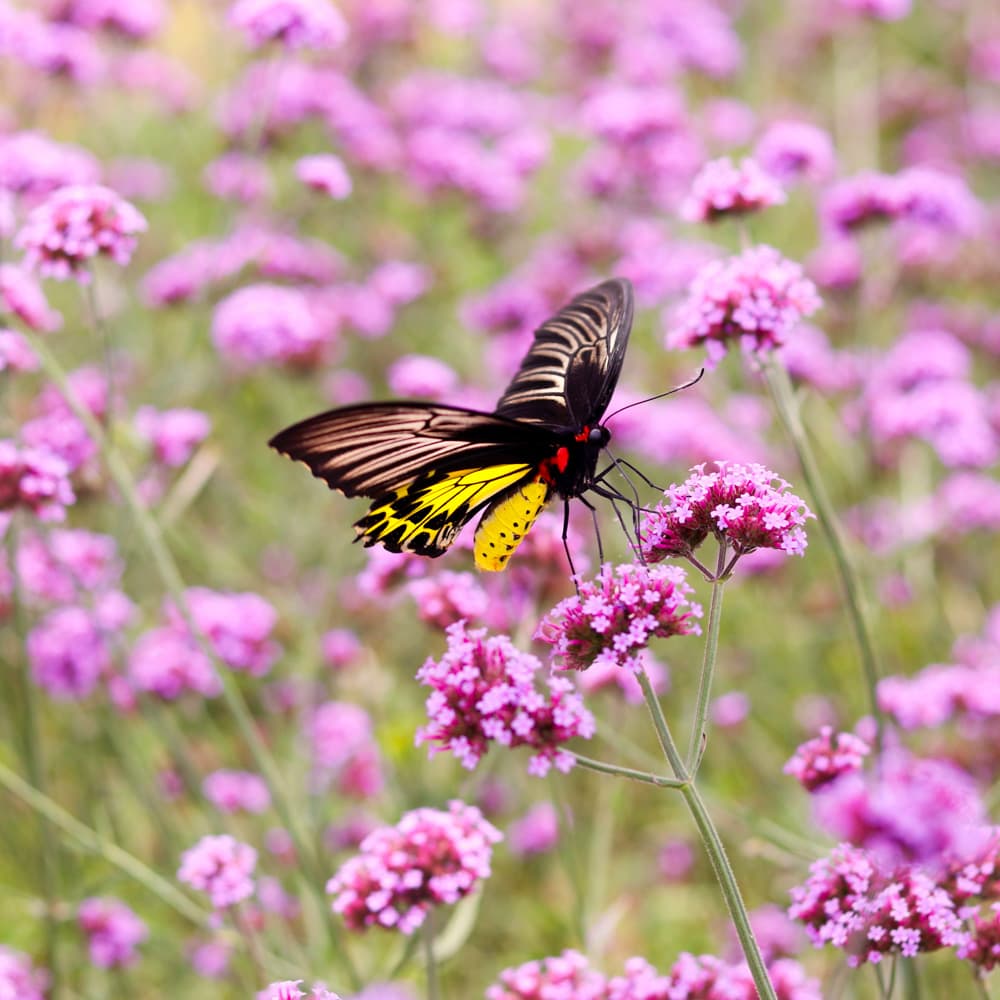 Springfield Botanical Gardens — Springfield, Missouri, United States, North America
