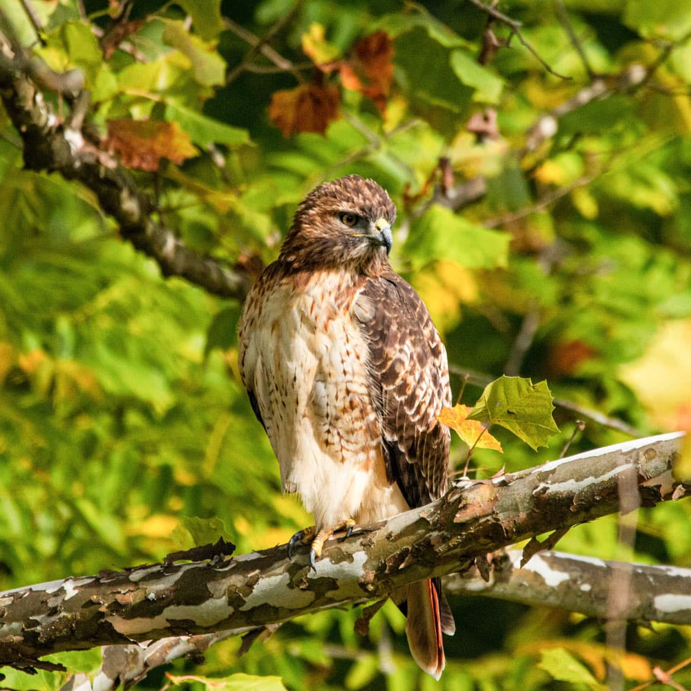 Springfield Conservation Nature Center — Springfield, Missouri, United States, North America