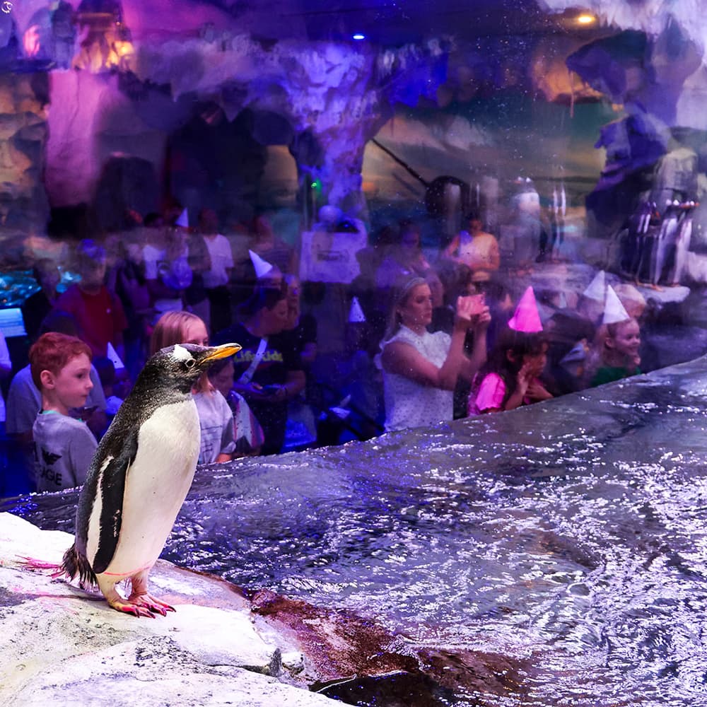 Wonders of Wildlife National Museum and Aquarium — 