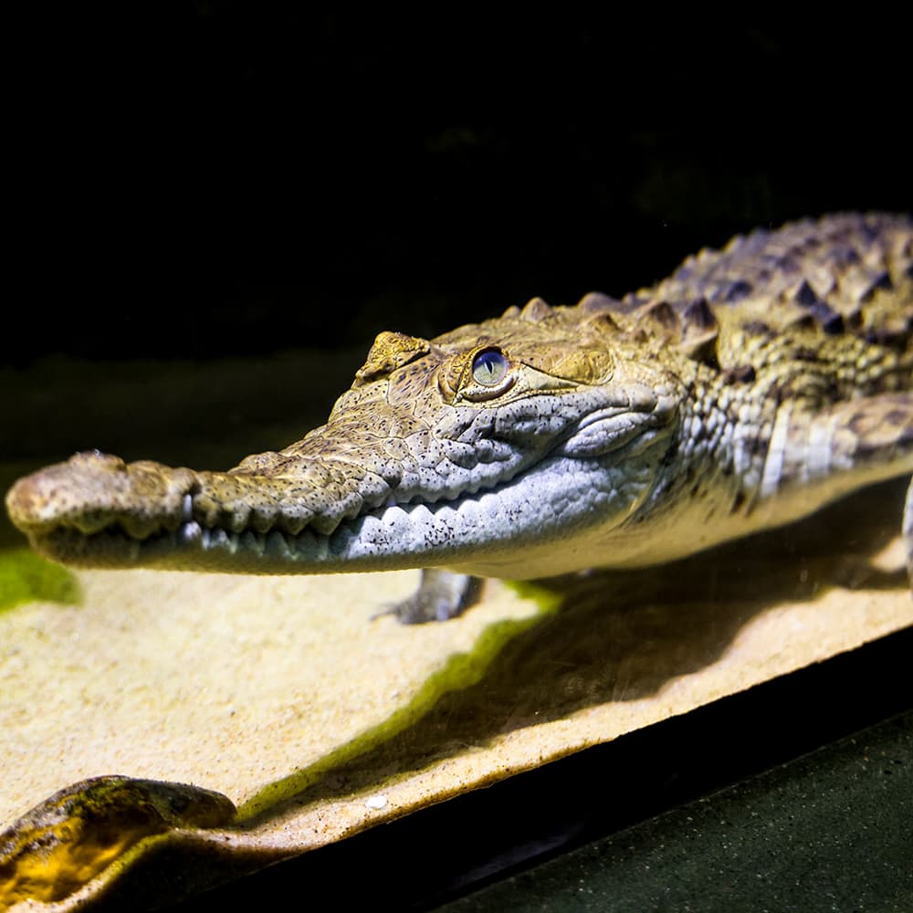 Wonders of Wildlife National Museum and Aquarium — 