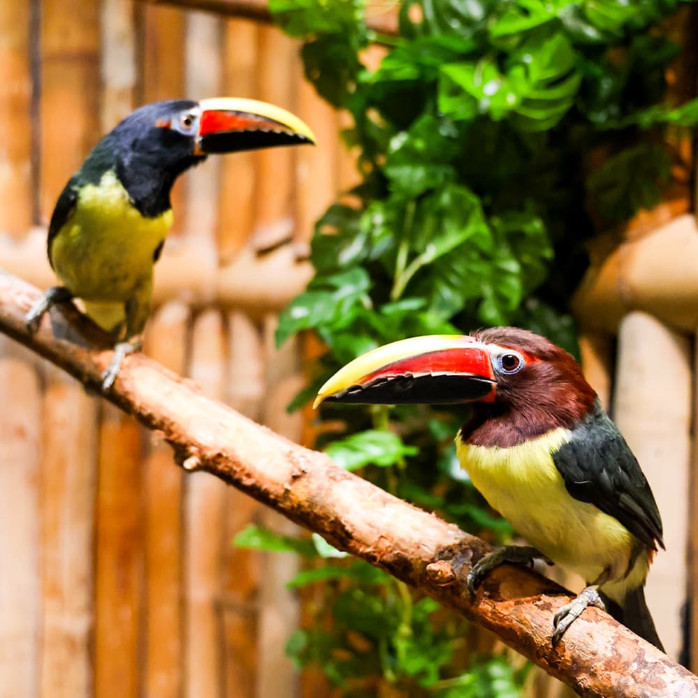 Wonders of Wildlife National Museum and Aquarium — 