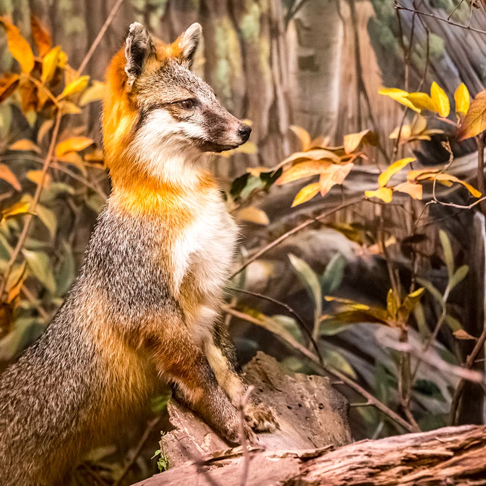 Wonders of Wildlife National Museum and Aquarium — Springfield, Missouri, United States, North America