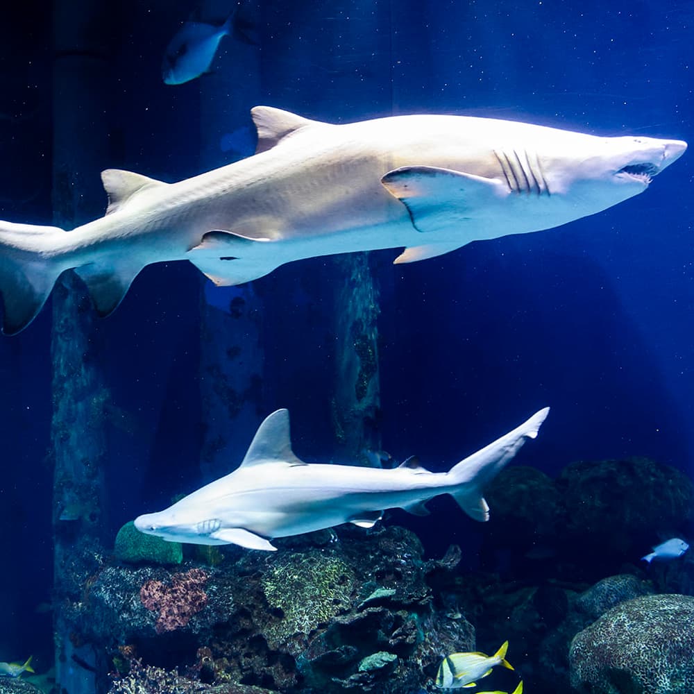 Wonders of Wildlife National Museum and Aquarium — 