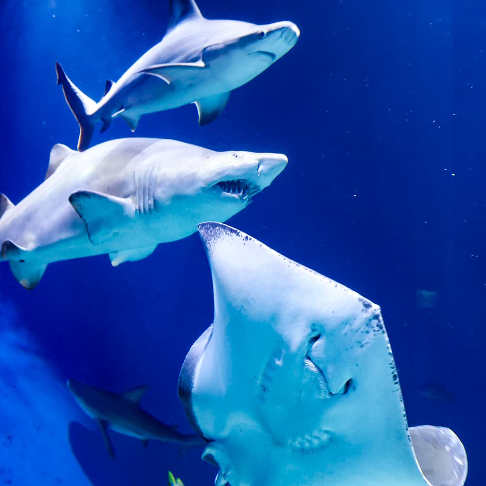 Wonders of Wildlife National Museum and Aquarium — 