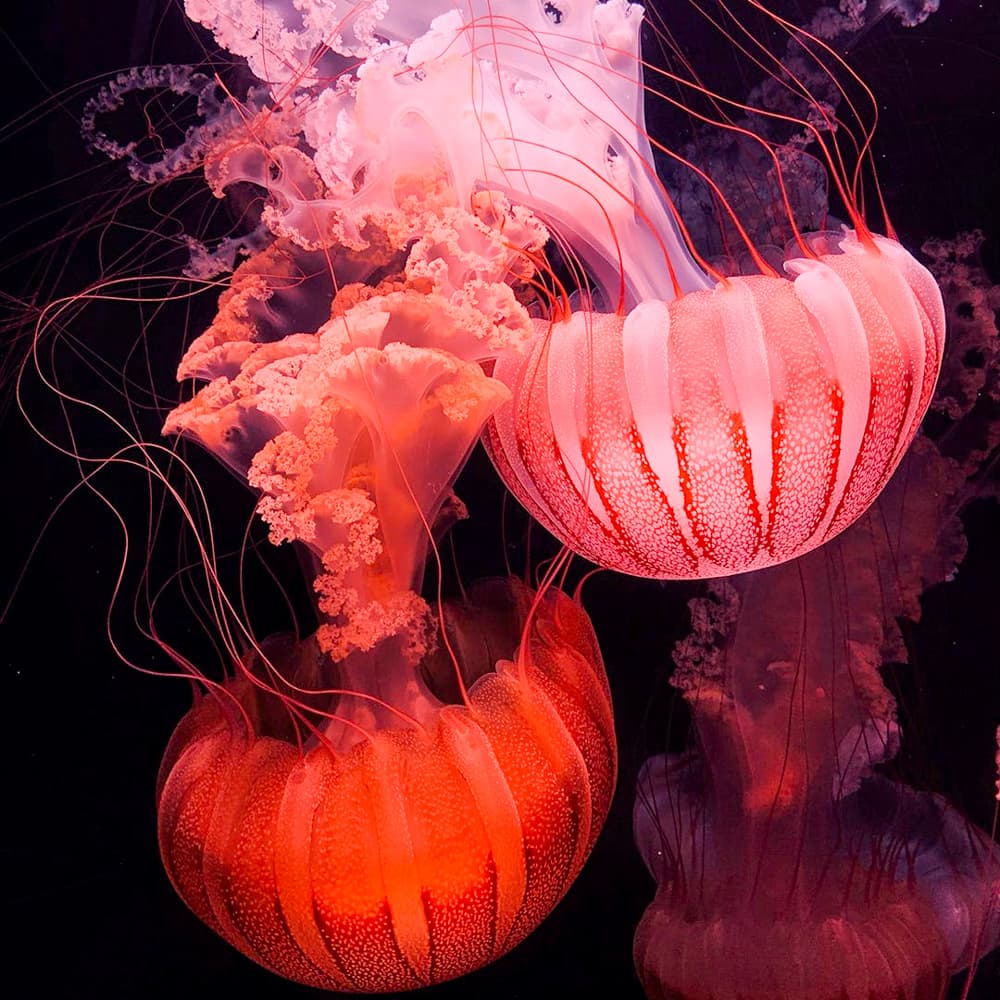 Wonders of Wildlife National Museum and Aquarium — 