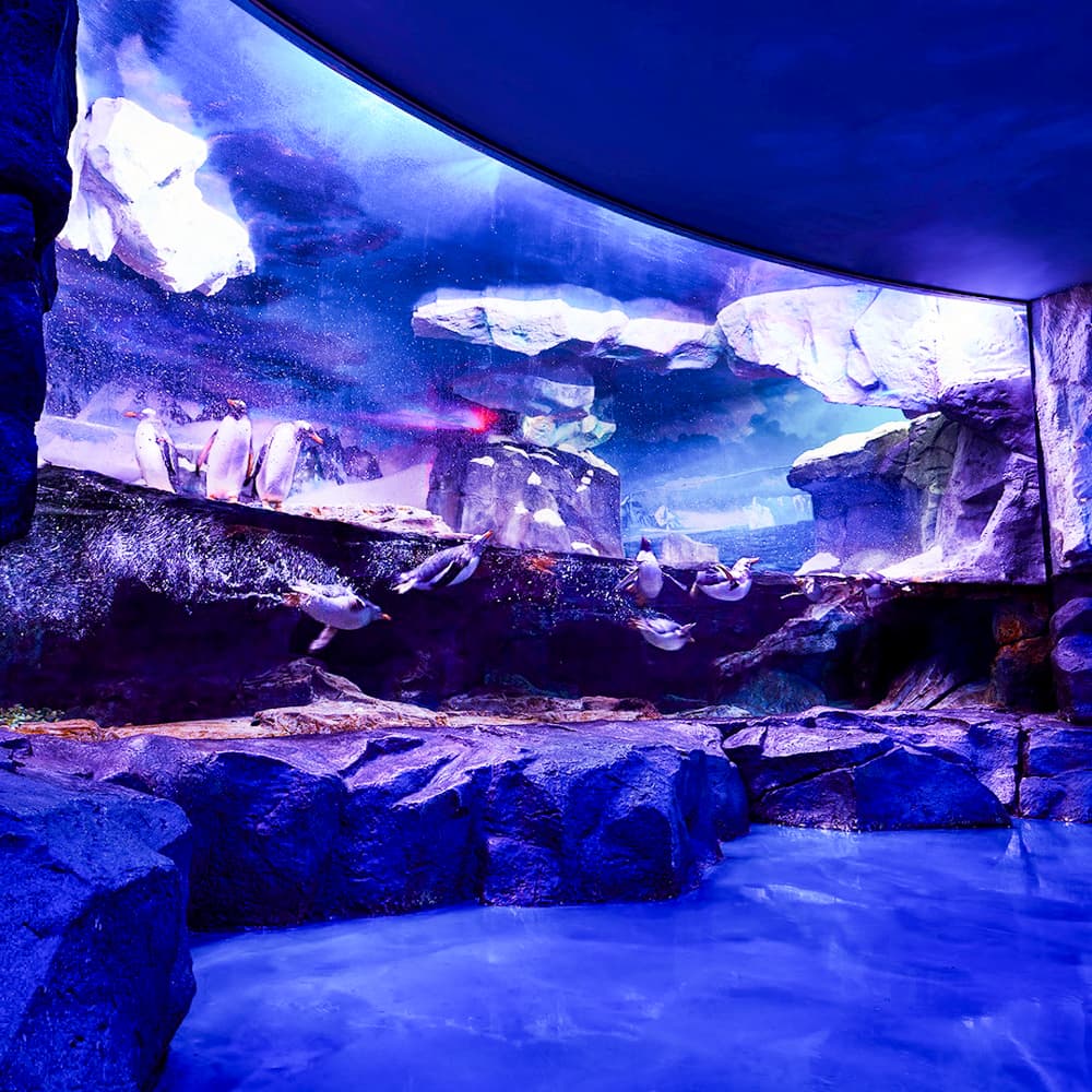 Wonders of Wildlife National Museum and Aquarium — 