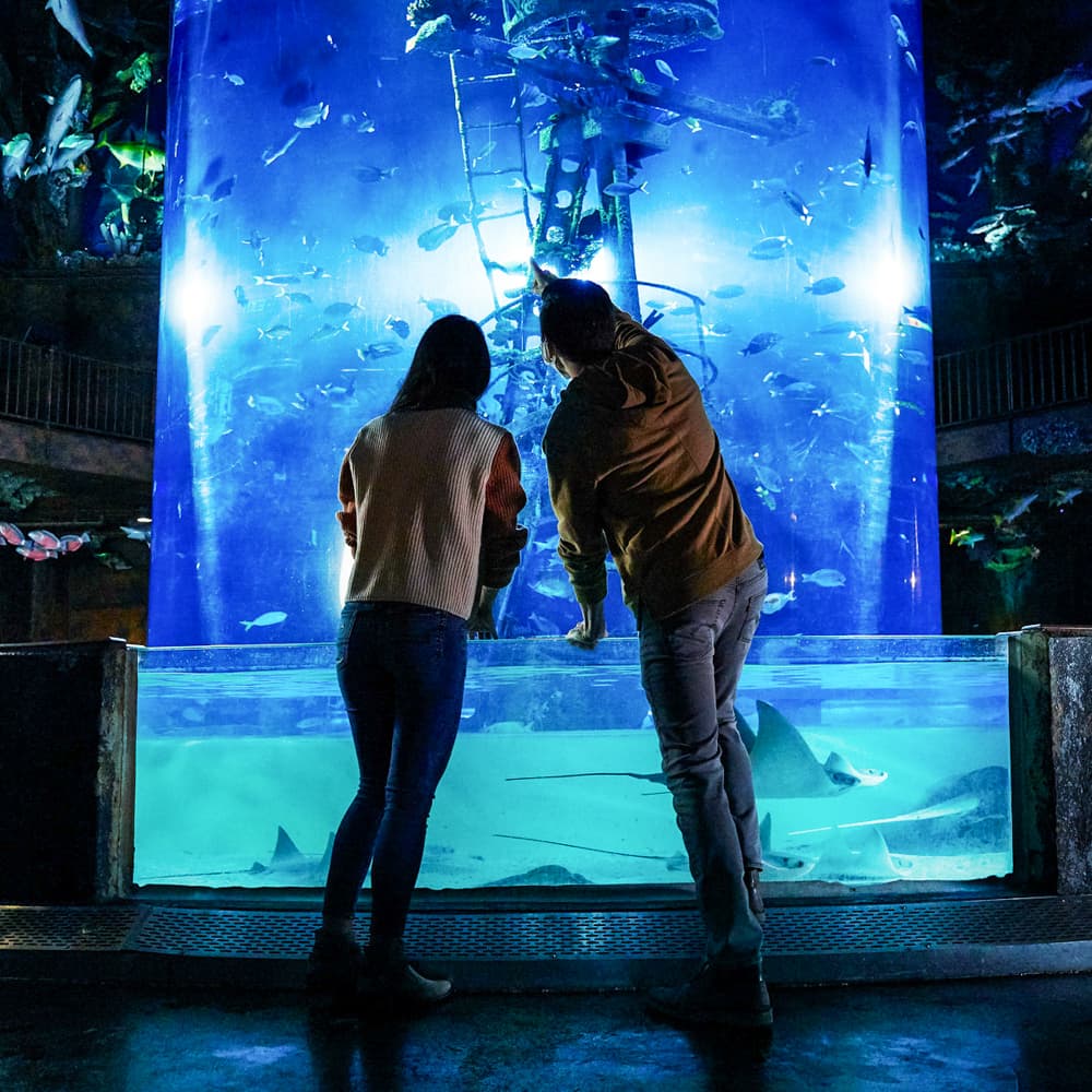 Wonders of Wildlife National Museum and Aquarium — 