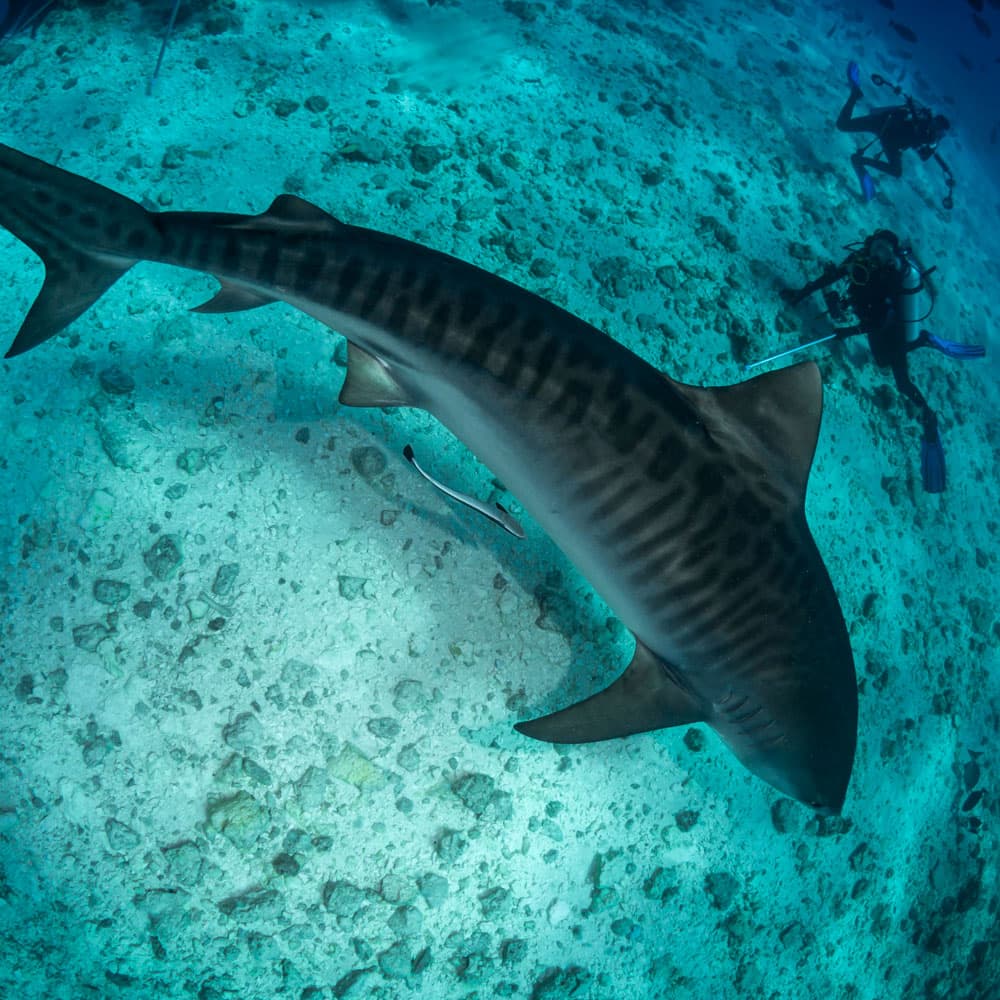 Fuvahmulah Atoll — 