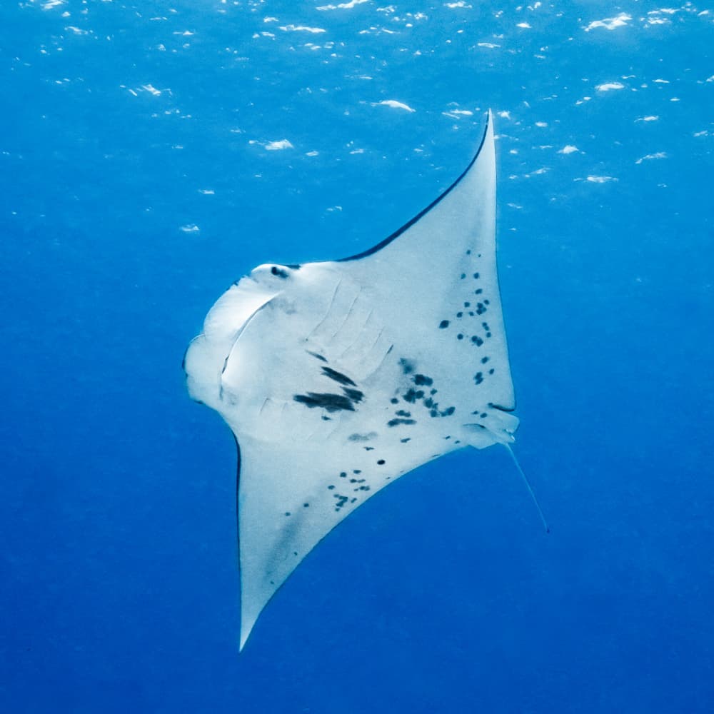 Hanifaru — 