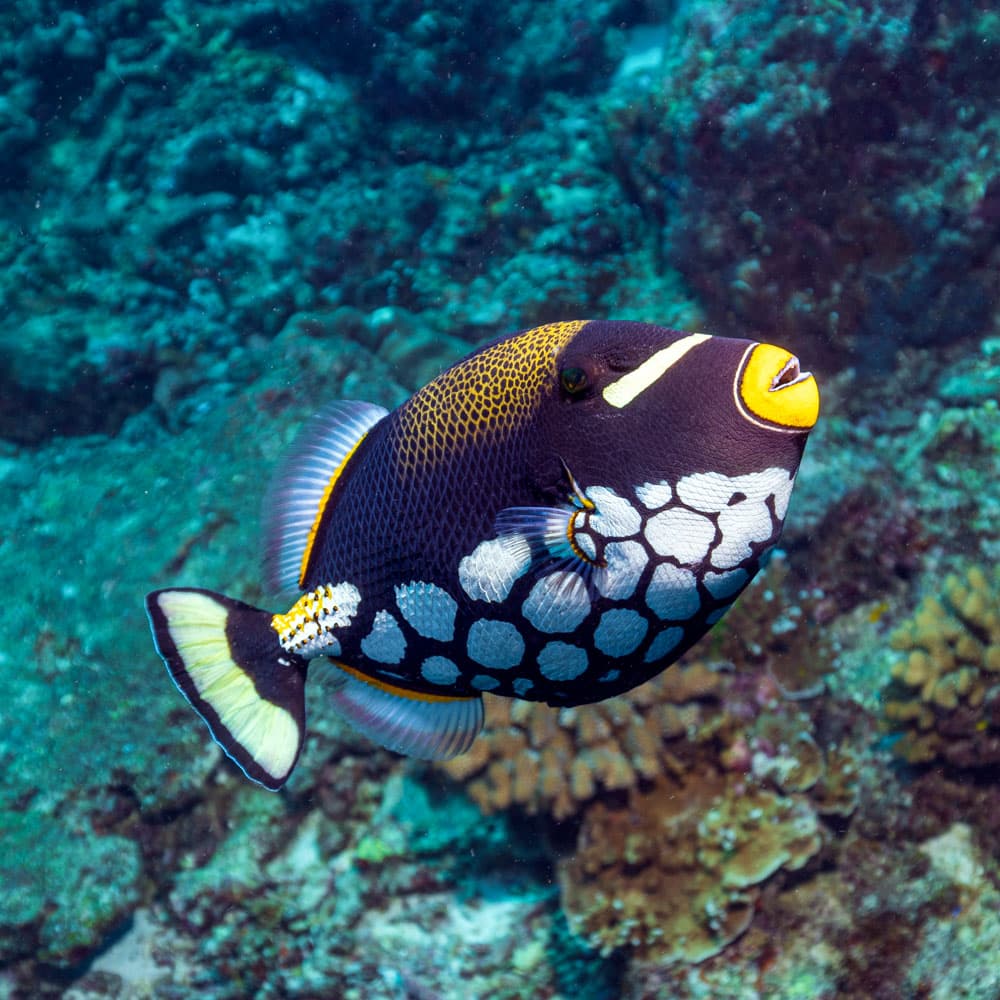 Maaya Thila — Maldives, Asia