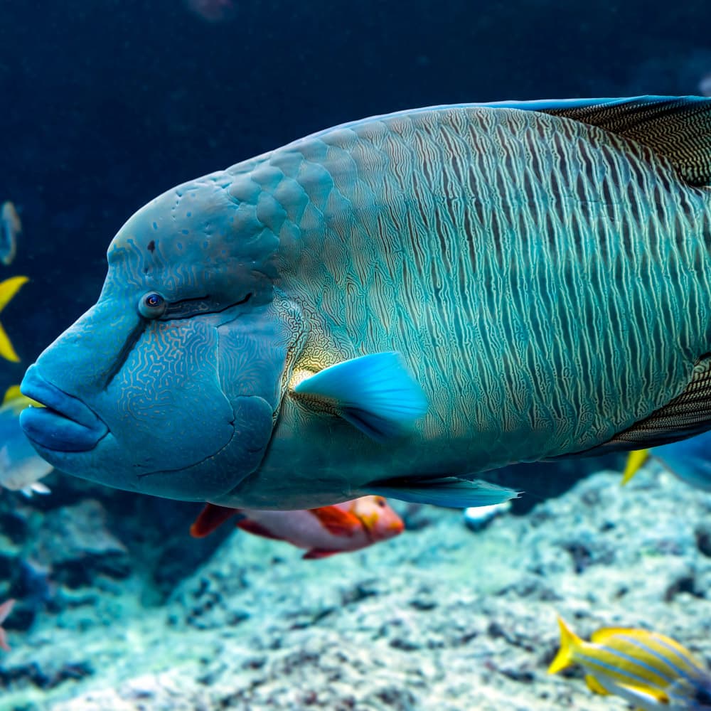Banana Reef — Maldives, Asia