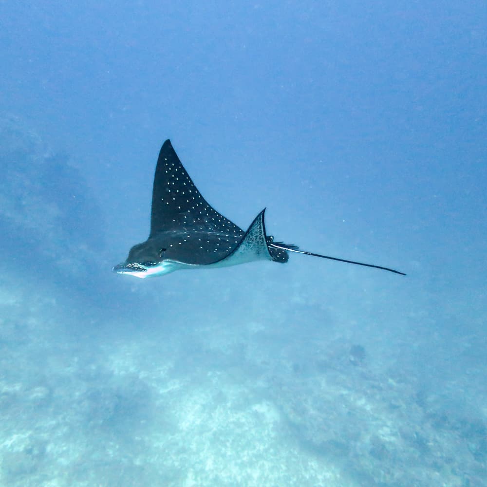 Kandooma Thila — Maldives, Asia