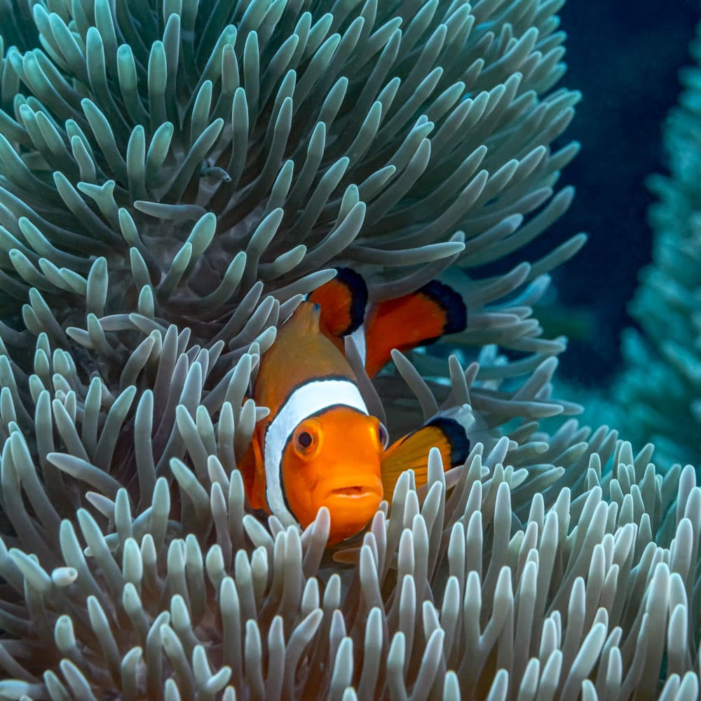 Okobe Thila — Maldives, Asia