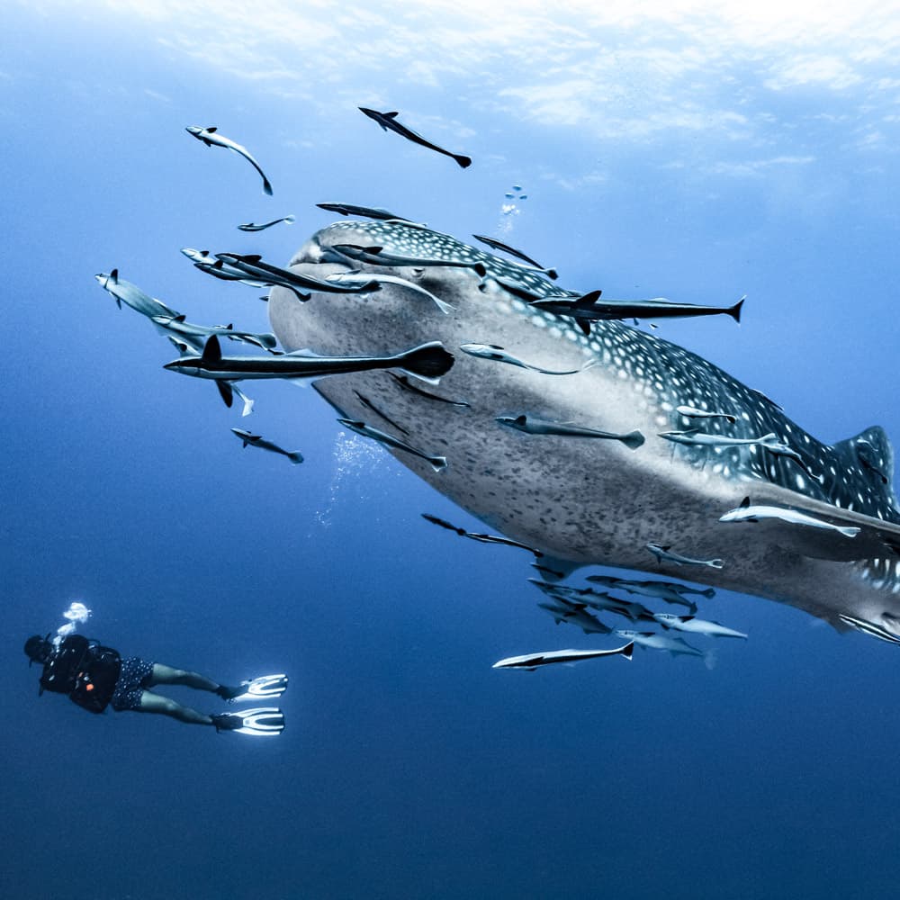 Dhigurah Thila — Maldives, Asia