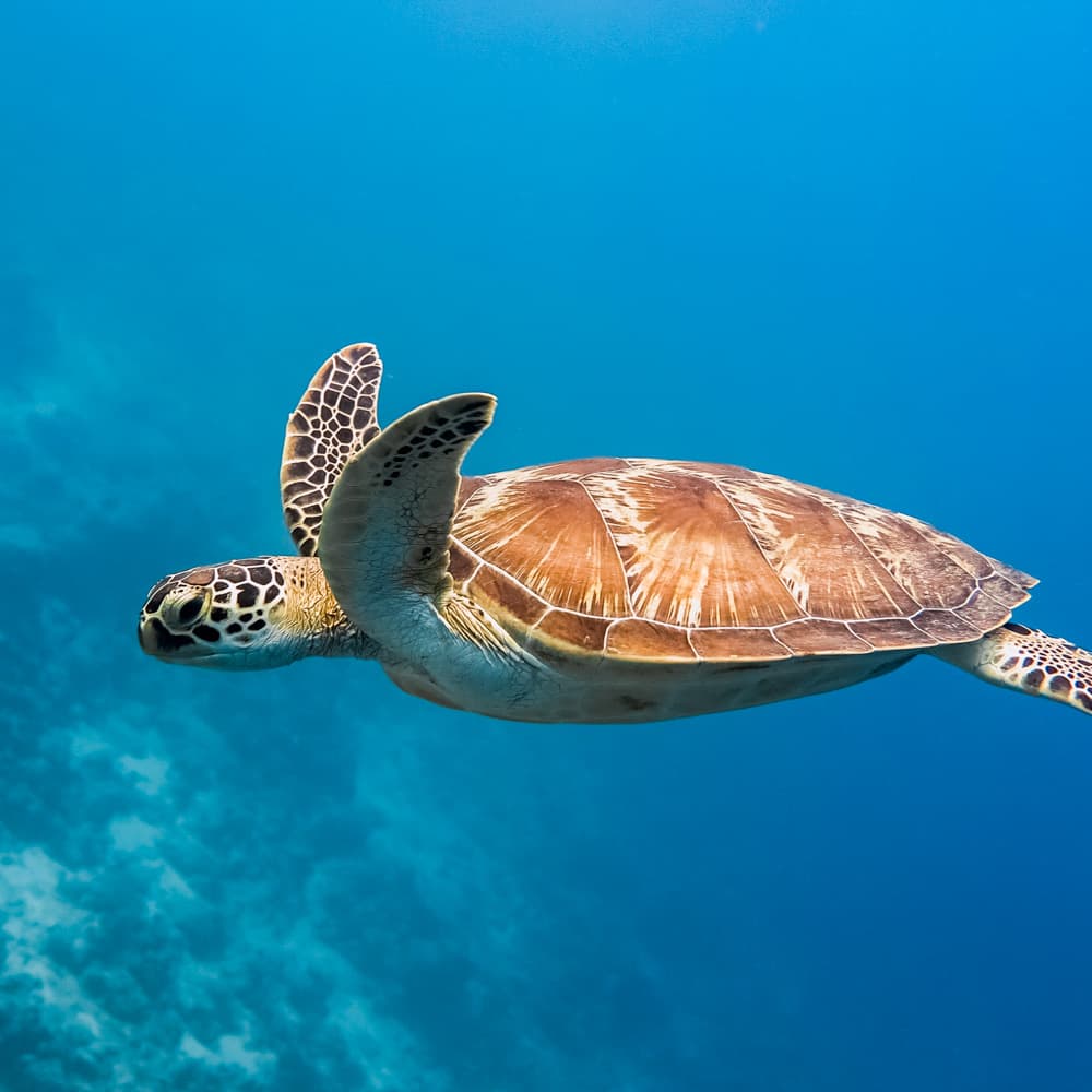 Cocoa Thila — Maldives, Asia