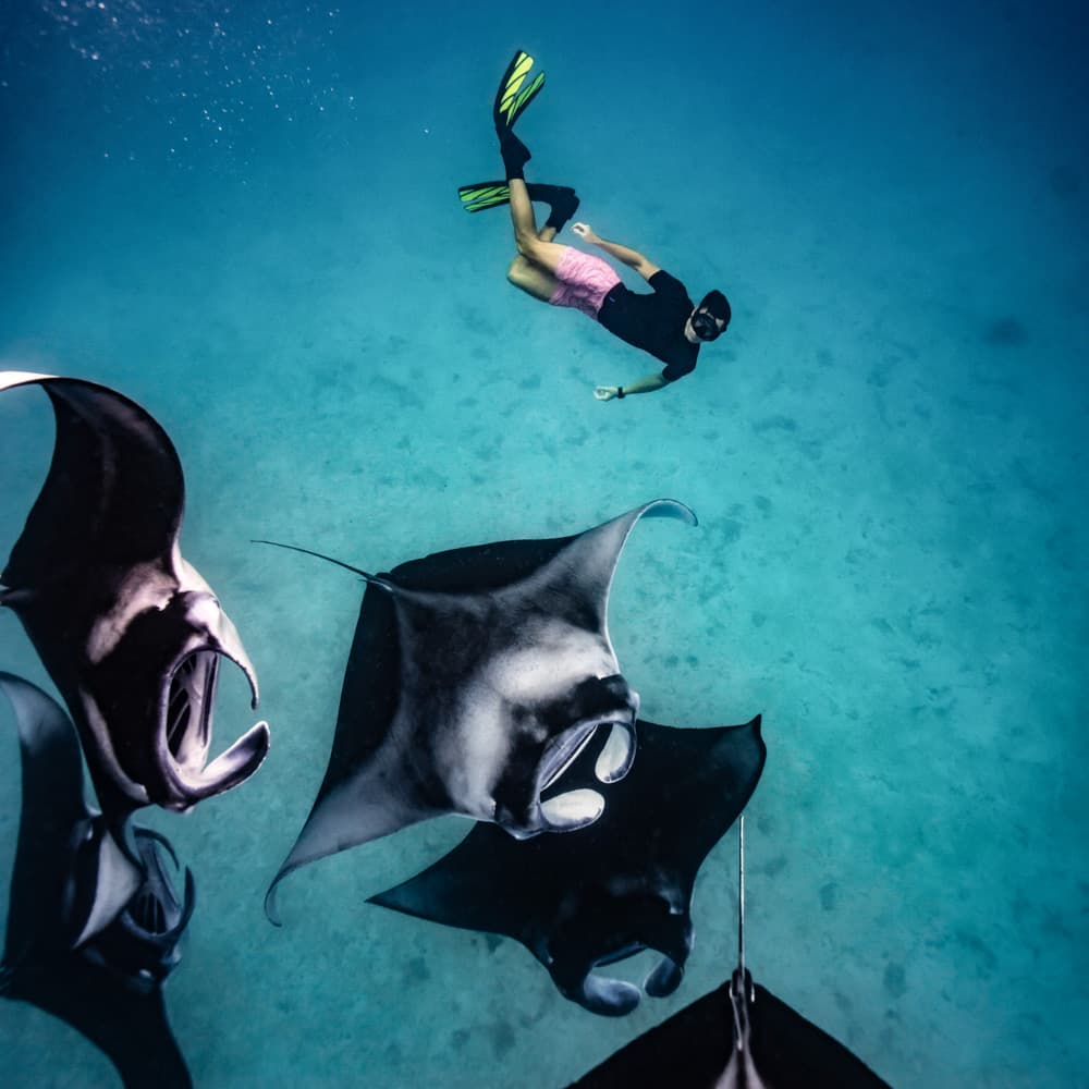 Hanifaru — Maldives, Asia